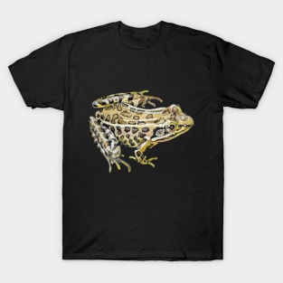 Leopard Frog Drawing (no background) T-Shirt